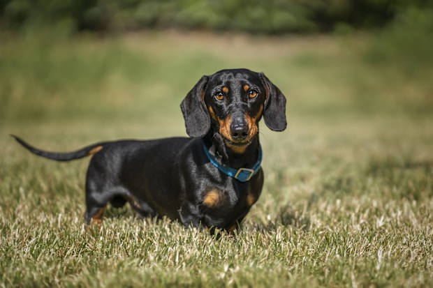 'By a mile': Canine behaviourist reveals three worst-behaved breeds of ...