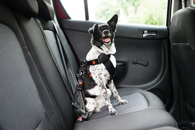 Dog in car