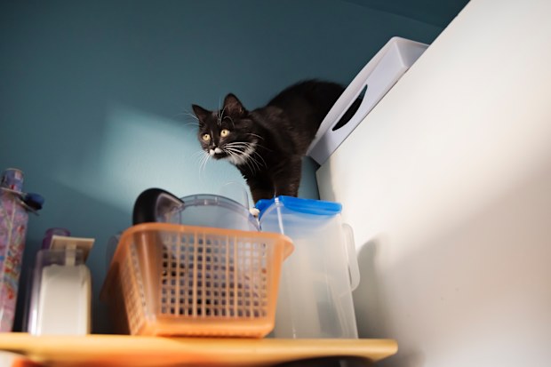 4-month-old kitten climbing and keeping balance in kitchen. 