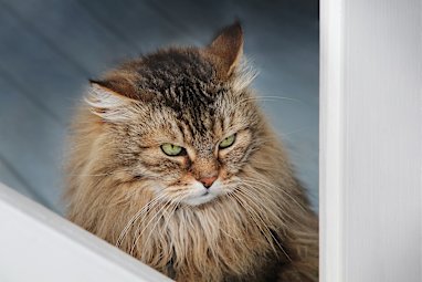 5. Domestic long hair