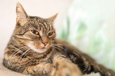 10. Moggie