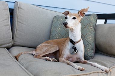 Italian greyhound