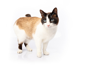 7. Ragdoll cross