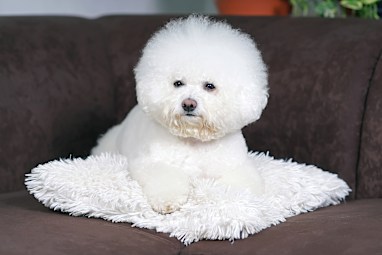 Bichon Frisé