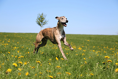 Greyhound