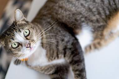 1. Domestic shorthair