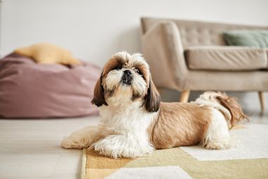 Shih Tsu 