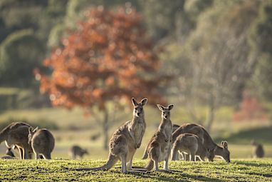 4. Kangaroos