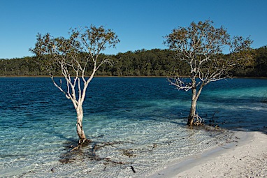  Lake McKenzie, K'gari (Frazer Island)