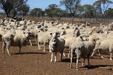 11. Sheep and goats
