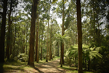 Lyrebird Walk, Neuman, Paddy, and Coles Ridge Loop (Melbourne, Vic)