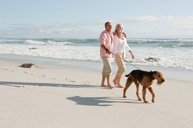 Dog at the beach stock