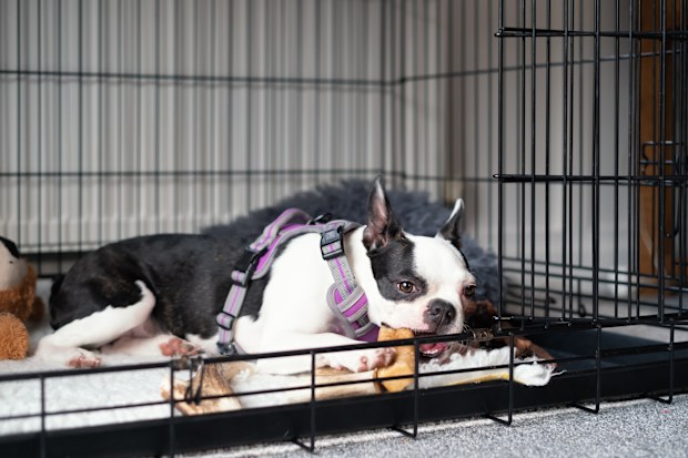 Boston Terrier puppy inside dog crate with the door open and a treat. 