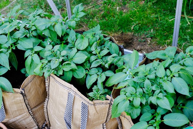 container vegie garden