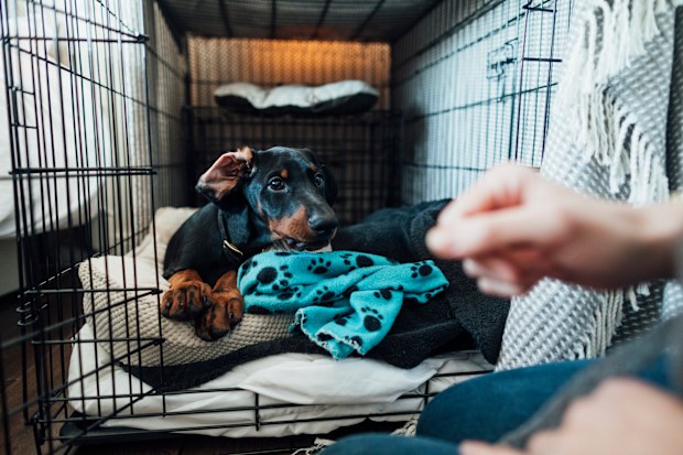 Puppy laying in bed inside a playpen/crate.