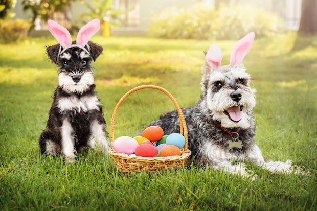 Miniature Schnauzer puppy and dog with Easter bunny ears with a basket with Easter eggs on the grass