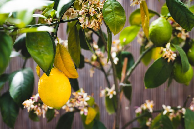 lemon tree with ripe fruit outdoor next to olive trees in sunny Mediterranean inspired backyard shot at shallow depth of field