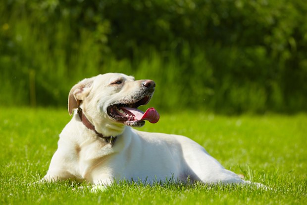 Yellow labrador retriever on meadow