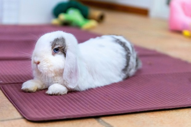 Mini lop - white rabbit resting in home interior, lying on front on mat and looking at camera. Cute small rabbit with blue eyes relaxing.