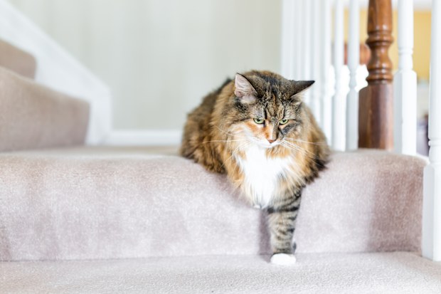 Senior pets