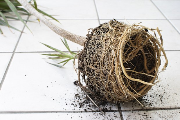 Repotting dracaena with root bounding. Root bound house plant. Tight Root ball of the plant. Plant care