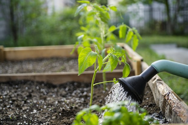 watering soil in vegetable garden at garden beds