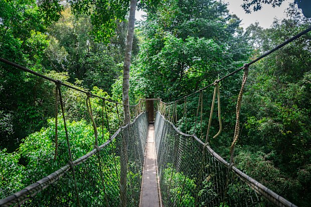 Taman Negara National Park, Malaysia