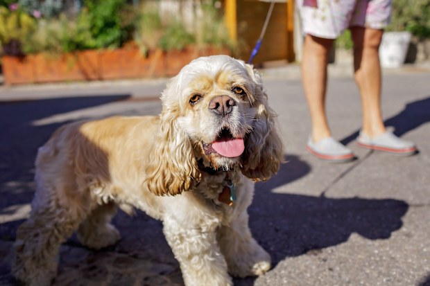 Dog walking on hot pavement