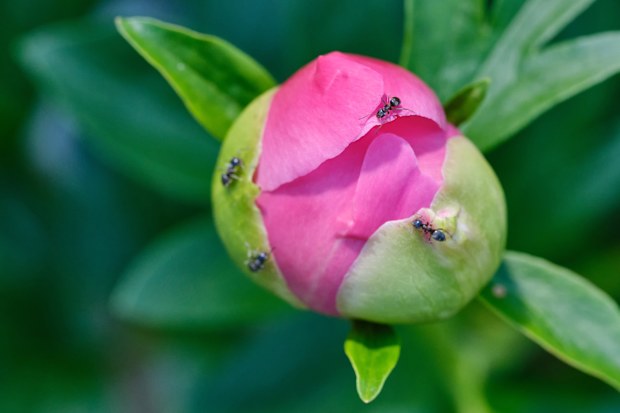 Pink White flower peonies bloom in summer garden on blurry background. Selective focus.