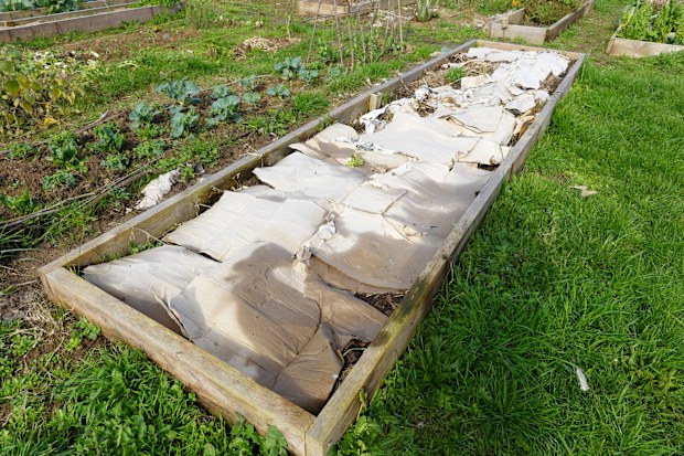 raised wooden vegetable garden filled with the lasagna method, with a layer of cardboard.