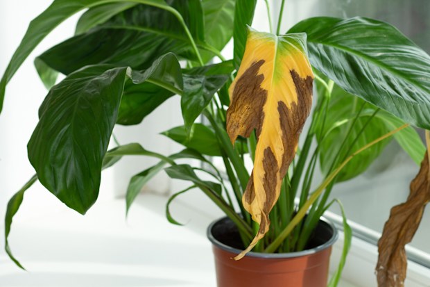 Yellow brown dry damaged leaf of Spathiphyllum or Peace Lily Plant