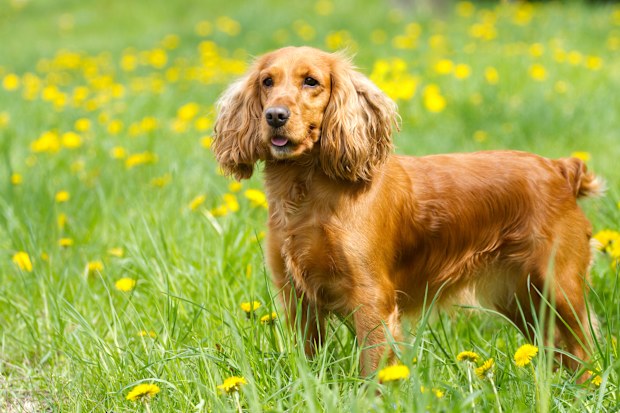 cocker spaniel