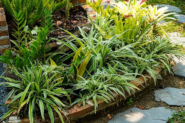 Invasive plants: The one plant a gardener warns you should never plant  outside | Spider plants, agapanthus | Nine.com.au