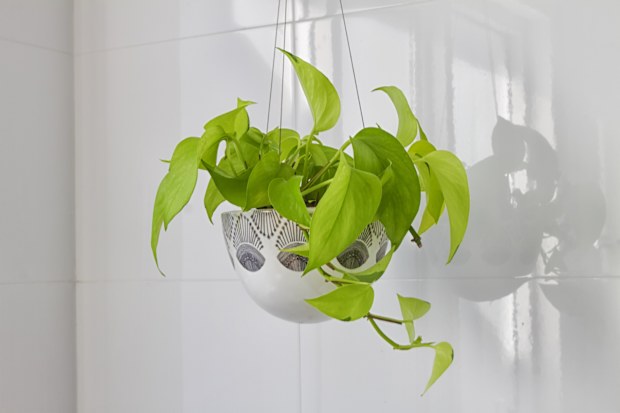 Trailing houseplants 'keep dying' because of a common mistake but an expert  says the fix is simple | Nine.com.au