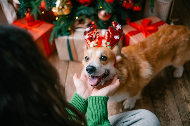 A festive Corgi dog wearing sparkly reindeer antlers is gently held by a woman in a cozy holiday setting. The dog sits near beautifully wrapped gifts under a Christmas tree.