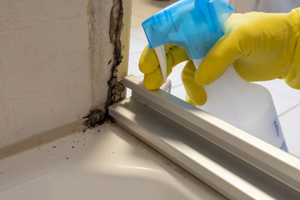 Mould or fungus of the wall in the Shower room causing black or brown mold in the bathroom or toilet room caused by the hot water and accumulation of bacteria.