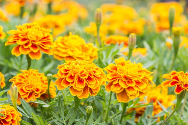 Orange flowers, French marigolds blooming in the garden, in soft blurred style, on other blossom blur background.