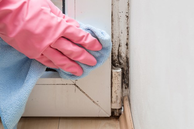 Mould cleaning