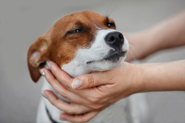 Dog stock