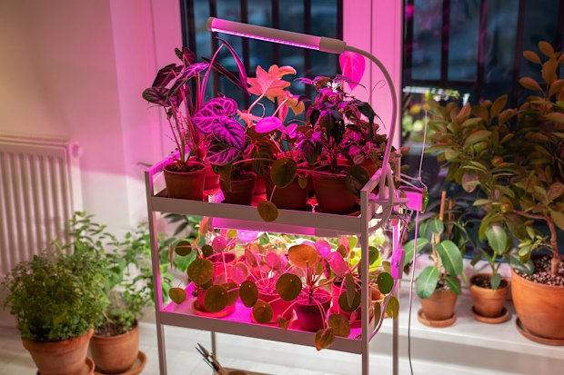 Houseplant on cart under phyto lamp at home, making up for lack of real daylight and sunlight. LED purple pink lamp for supplementary lighting of indoor plant in winter season in apartment. Plant care