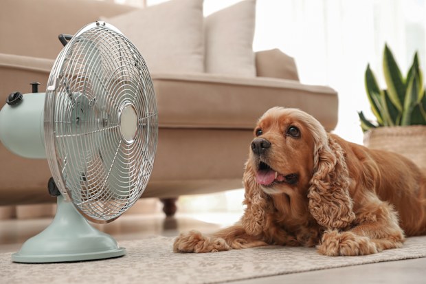 dog stock English Cocker Spaniel enjoying air flow from fan on floor indoors. Summer heat