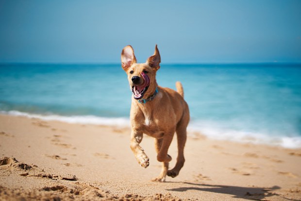 Dog at the beach stock