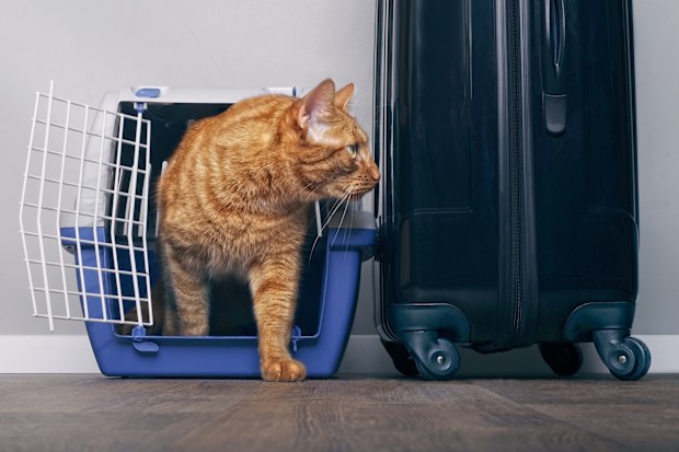 Bushfire preparation: What pet owners need to do now to prepare for ...