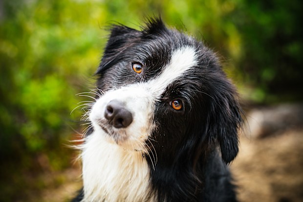 Border collie
