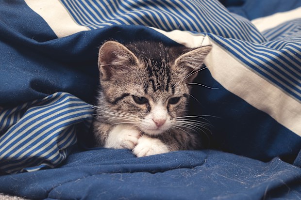 Stressed cats
