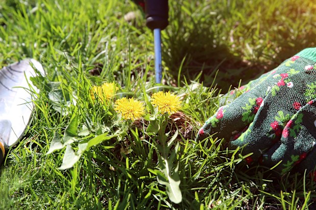 A man pulling  dandelion / weeds out from the grass loan.