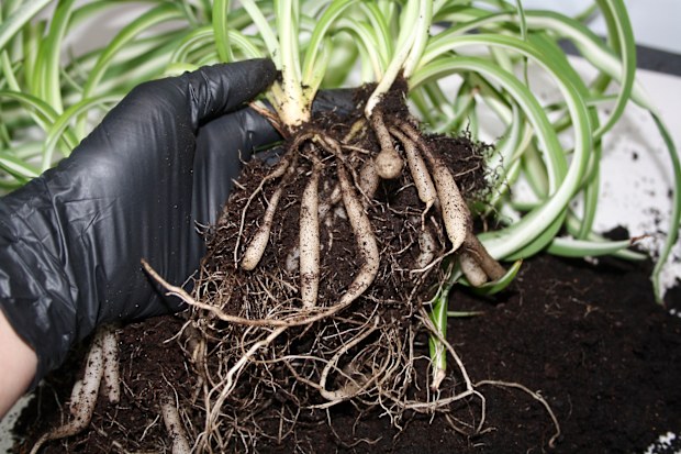 Invasive plants: The one plant a gardener warns you should never plant  outside | Spider plants, agapanthus | Nine.com.au