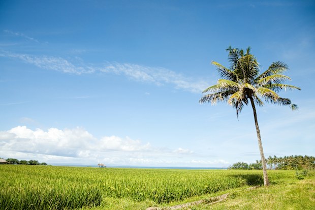 Lonely palm tree in Medewi near Negara west Bali Indonesia