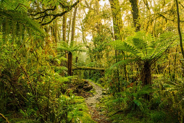 Beautiful view of moss trees growing in the forests of Milford track, New Zealand.