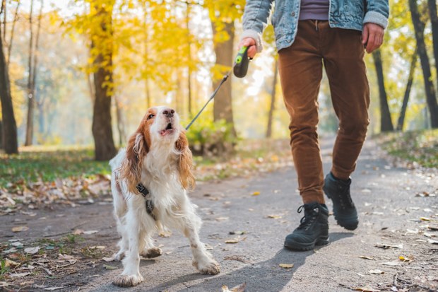 Barking dog on the leash outdoors. Russian spaniel at a walk misbehaving or being bad tempered